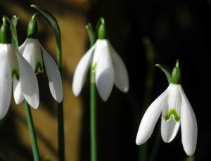 bucaneve in fiore