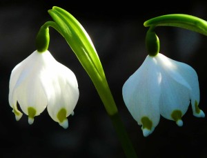 campanellino in fiore