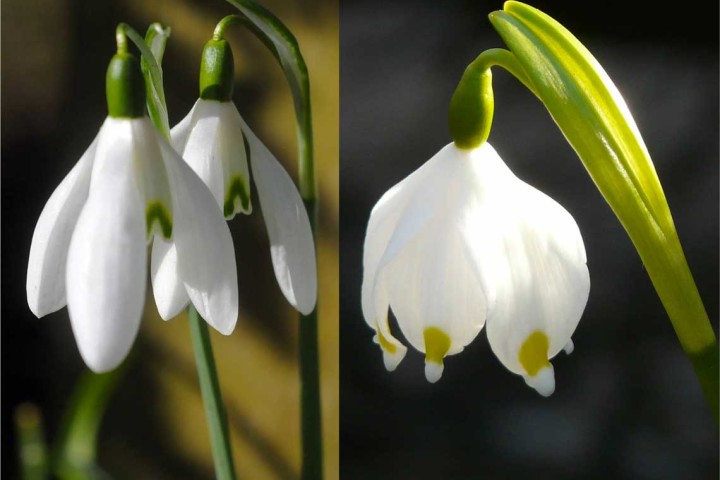 Bucaneve (Galanthus nivalis) e Campanellino (Leucojum vernum)