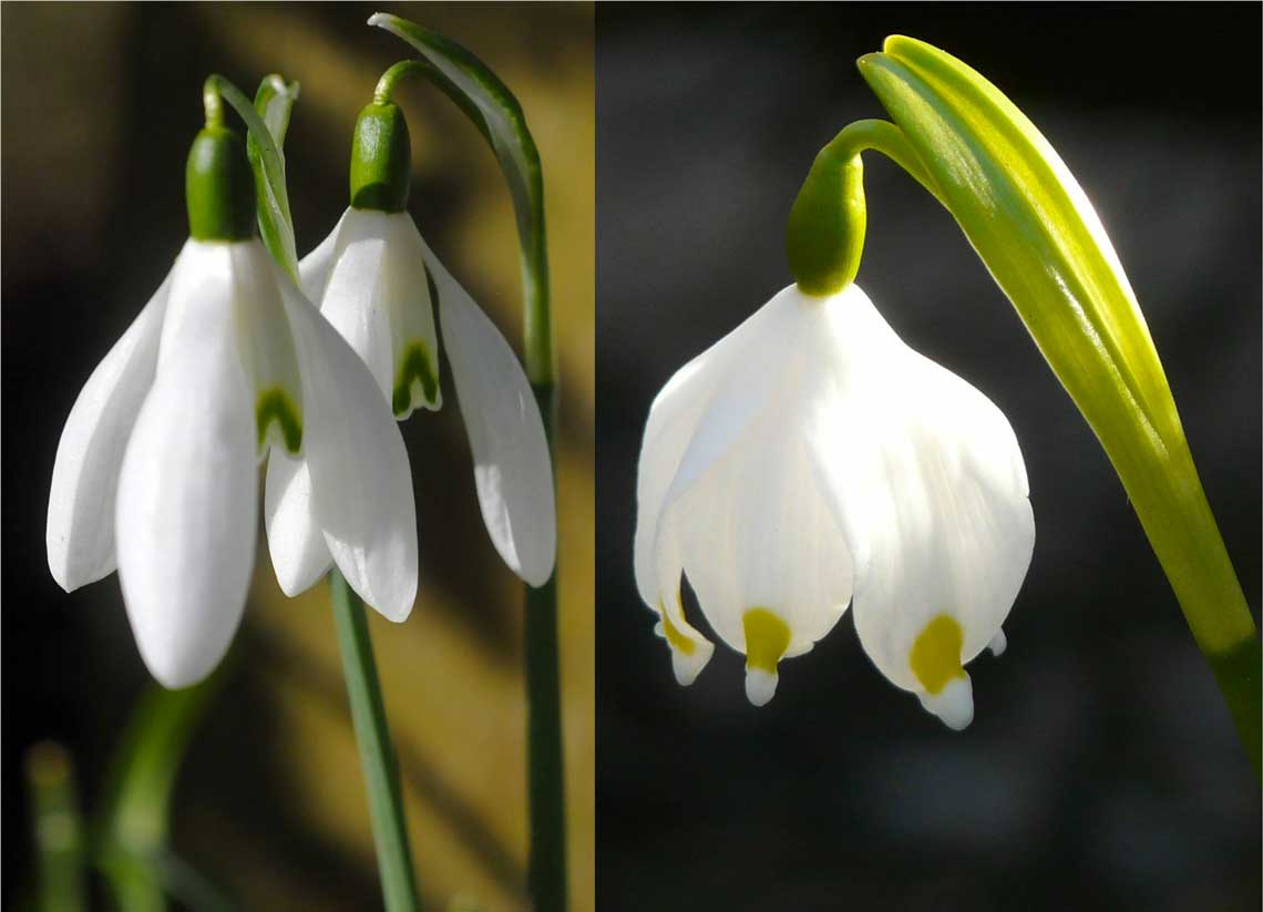 Bucaneve (Galanthus nivalis) e Campanellino (Leucojum vernum)