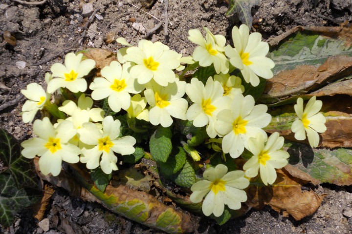 Primula comune (Primula vulgaris)