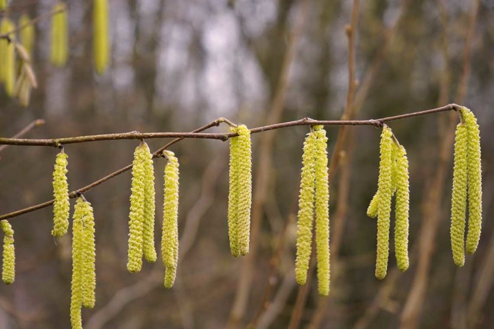 Nocciolo (Corylus avellana)