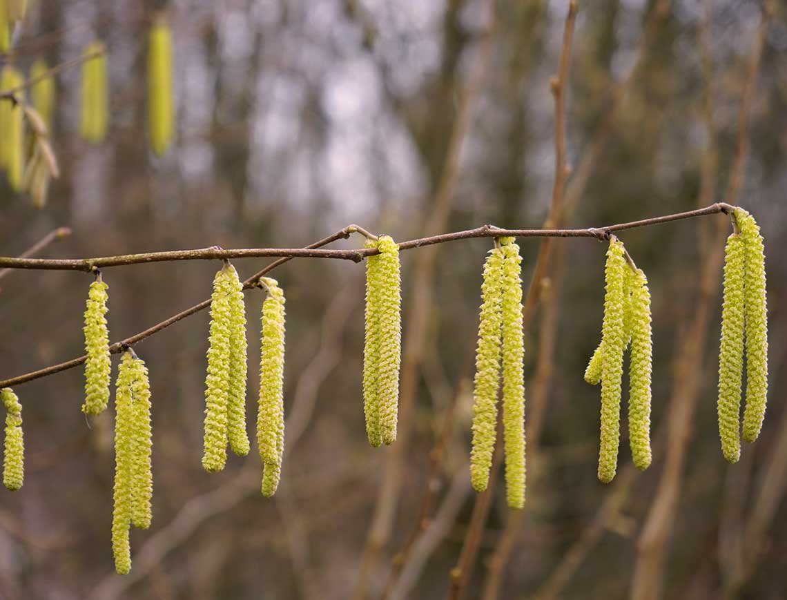 Nocciolo (Corylus avellana)