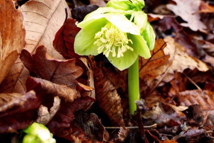 Elleboro erde (Helleborus viridis)