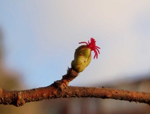 Nocciolo (Corylus avellana), fiore femminile