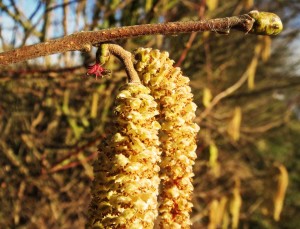 Nocciolo (Corylus avellana), amenti maschili e fiore femminile