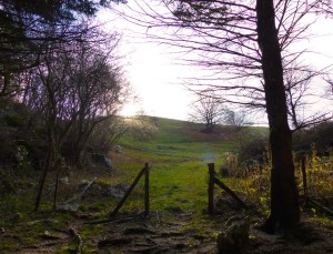 fuori dal bosco