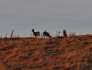 gruppo invernale di caprioli