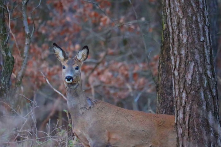 Il capriolo (Capreolus capreolus)