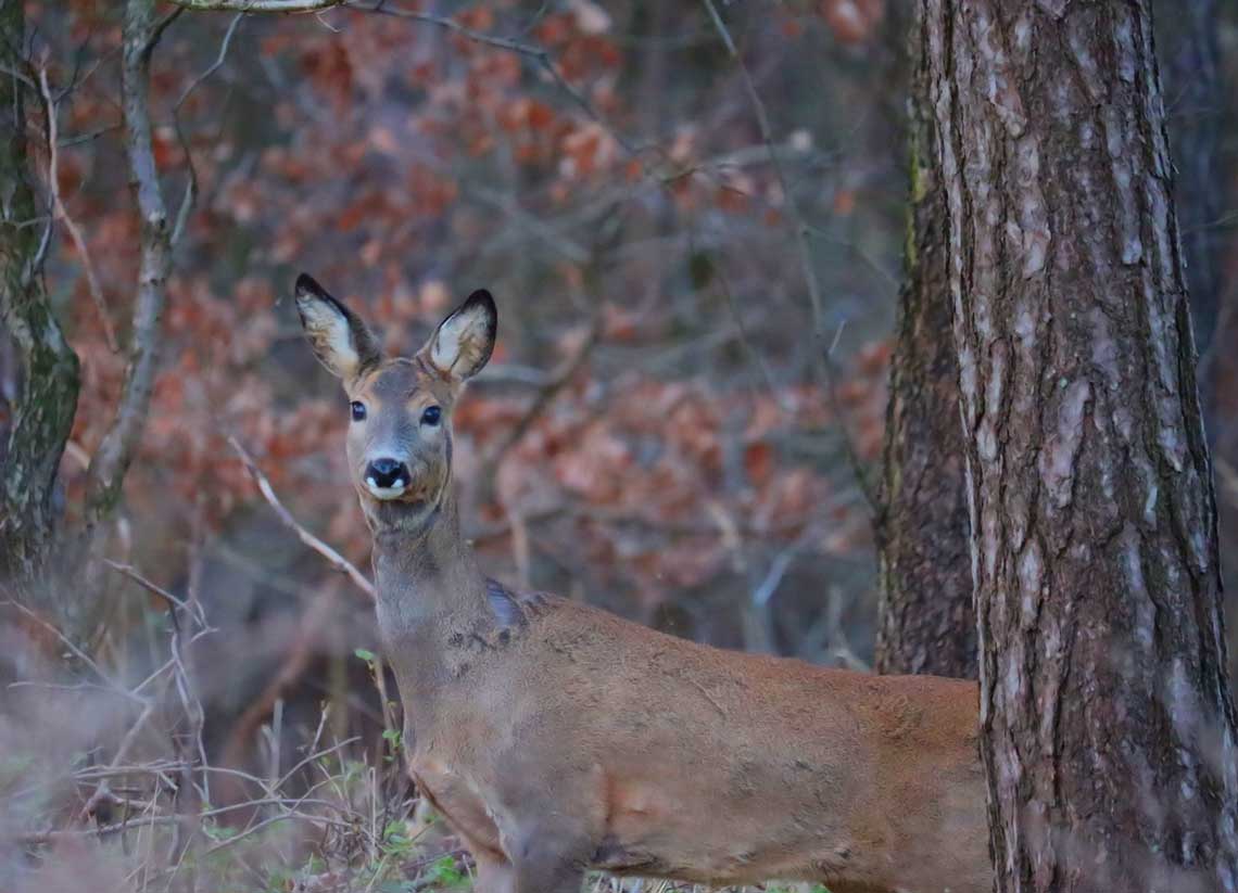 capriolo femmina in bosco