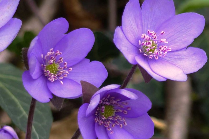 Erba trinità (Hepatica nobilis)