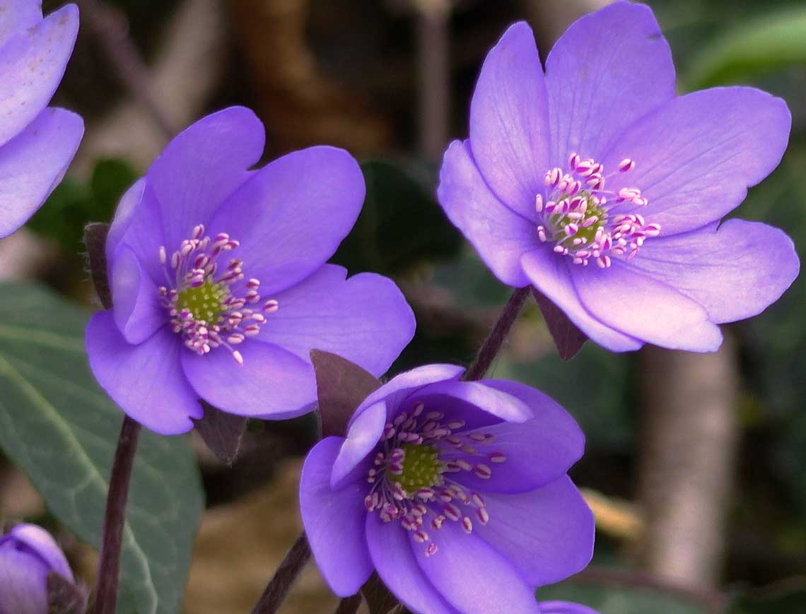 Erba trinità (Hepatica nobilitis)