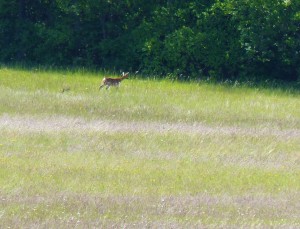 femmina e piccolo di capriolo