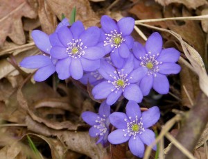 Erba trinità (Hepatica nobilis)