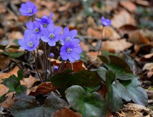 Erba trinità (Hepatica nobilitis)