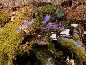 Erba trinità (Hepatica nobilitis)