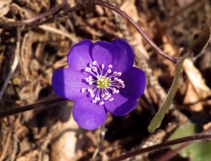 Erba trinità (Hepatica nobilitis)