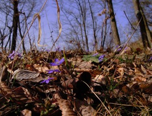 Erba trinità (Hepatica nobilitis)