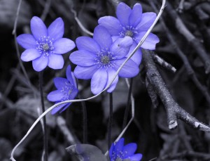 Erba trinità (Hepatica nobilitis)