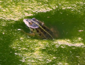 rana del gruppo delle rane verdi