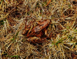 rana del gruppo delle rane rosse (Anuri)