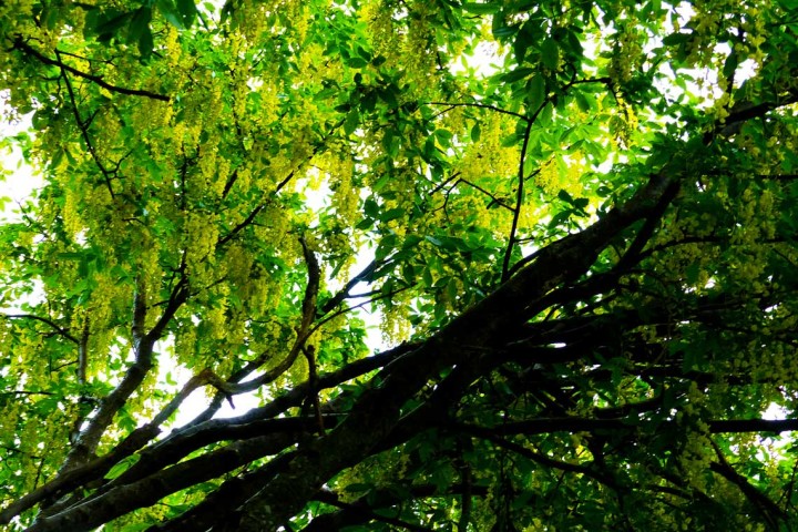 IL MAGGIOCIONDOLO ALPINO (Laburnum alpinum)