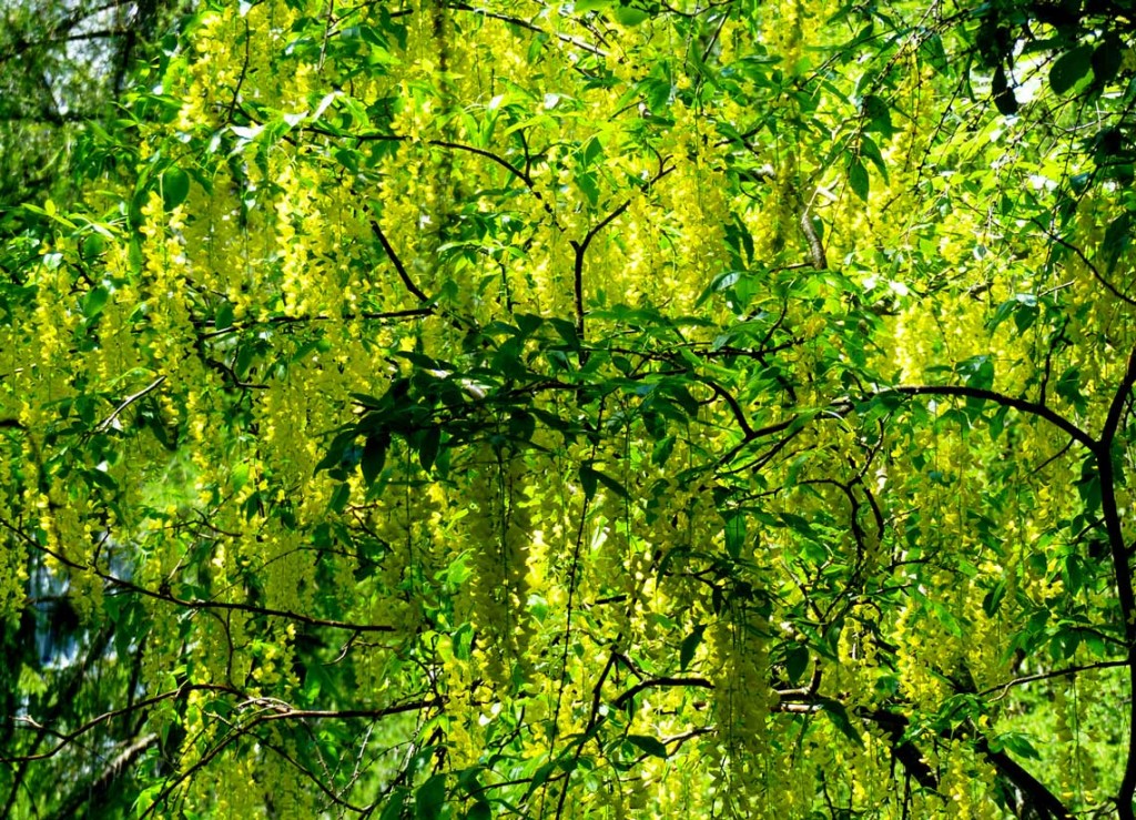 IL MAGGIOCIONDOLO ALPINO (Laburnum alpinum) Le Dolomiti raccontano