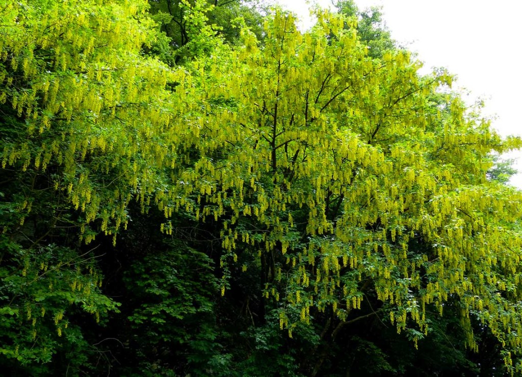 IL MAGGIOCIONDOLO ALPINO (Laburnum alpinum) Le Dolomiti raccontano