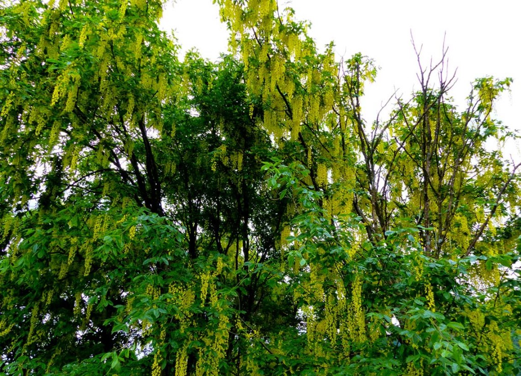 IL MAGGIOCIONDOLO ALPINO (Laburnum alpinum) Le Dolomiti raccontano