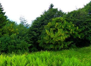 arbusti di maggiociondolo nel limite del bosco