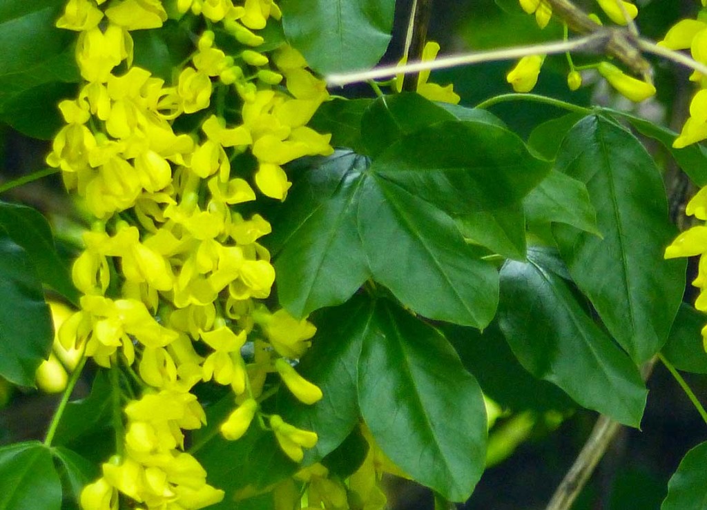 IL MAGGIOCIONDOLO ALPINO (Laburnum alpinum) Le Dolomiti raccontano
