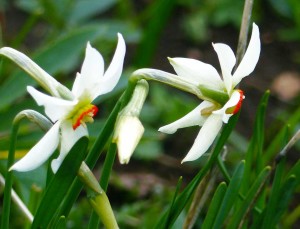 narciso