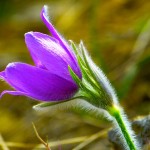 pulsatilla