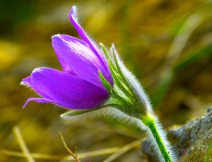 pulsatilla