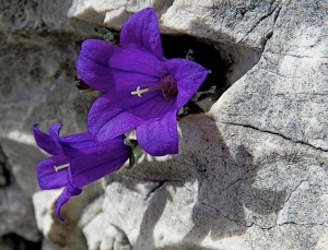 Campanula morettiana