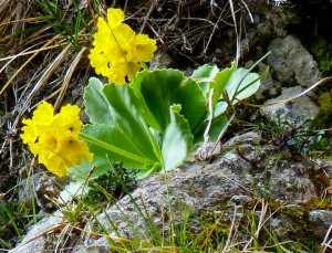 primula orecchia d'orso