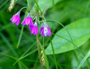 Cortusa di Matthioli