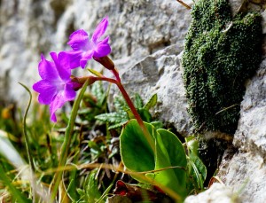 Primula spectabilis