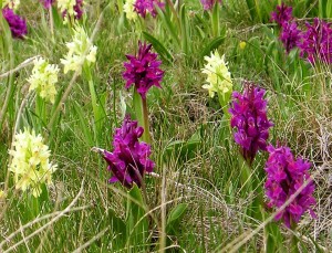 orchidea sambucina