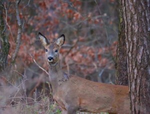 capriolo femmina