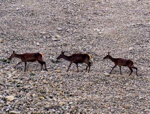 cervi - Parco Nazionale Dolomiti Bellunesi