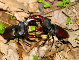 coleottero: cervo volante (Lucanus cervus)