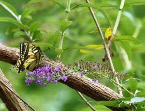 macaone (Papilio machaon)