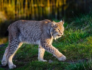 lince europea