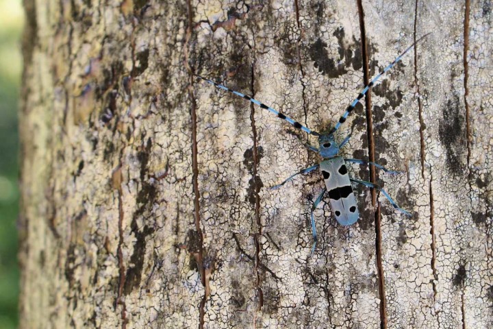 LA FAUNA ITALIANA