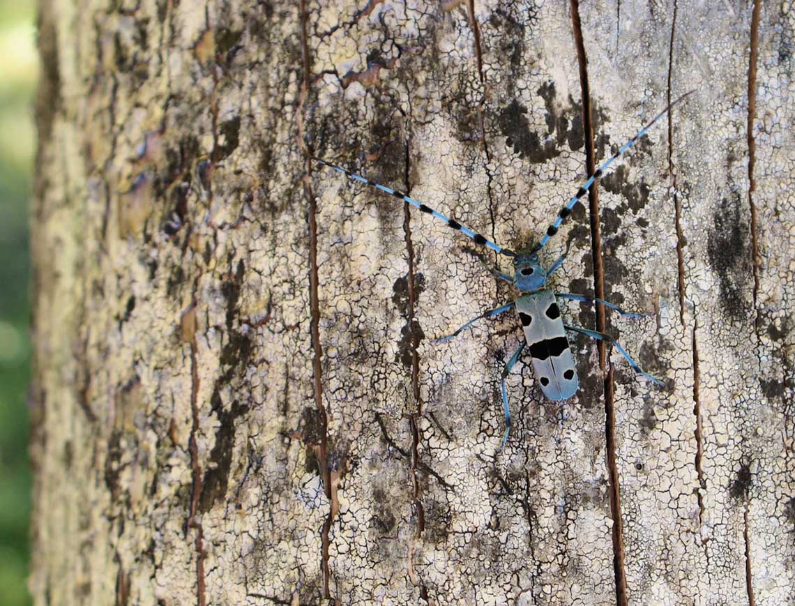 Rosalia alpina - coleottero cerambicide