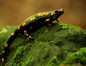 salamandra pezzata