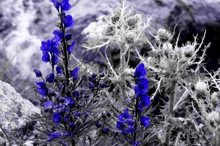 PIANTE VELENOSE DELLA FLORA ALPINA ITALIANA