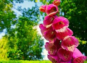 Digitale purpurea