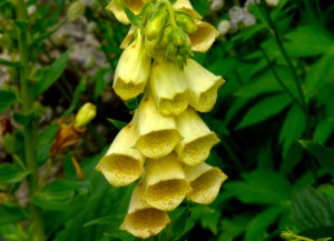 Digitale grandifolia